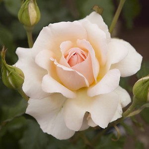 CHANDOS BEAUTY (hybrid tea)